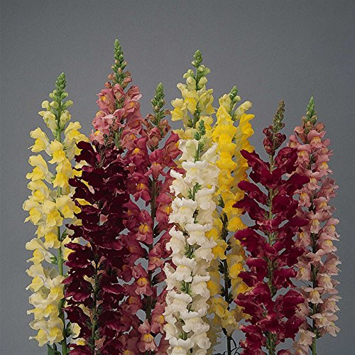 Snapdragon Flower Seeds - Rocket Series F1-1000 Seeds - Mix Color Blooms - Annual Flower Garden - Border Flowers