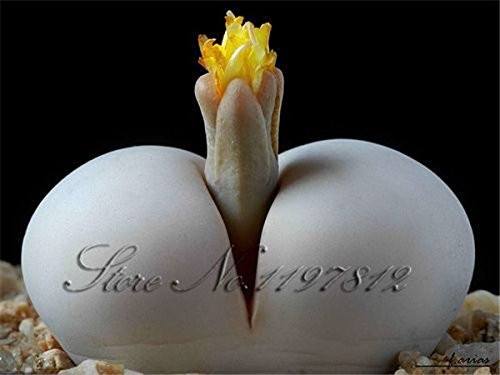 100 Plants Lithops Pseudotruncatella Lig Stone Rare Succulent Plants Home Garden Plant Plants
