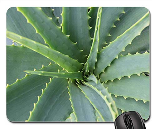 SHAQ Aloe Vera Succulent Cactus Botany Skincare Plant Mouse pad 8.7 inch x 7.08 inch inch SHAQ Aloe Vera Succulent Cactus Botany Skincare Plant Mouse pad 8.7 inch x 7.08 inch inch