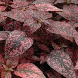 Jmbamboo - Fairy Garden Hypoestes Phyllostachya Confetti Red Polka Dot Plant