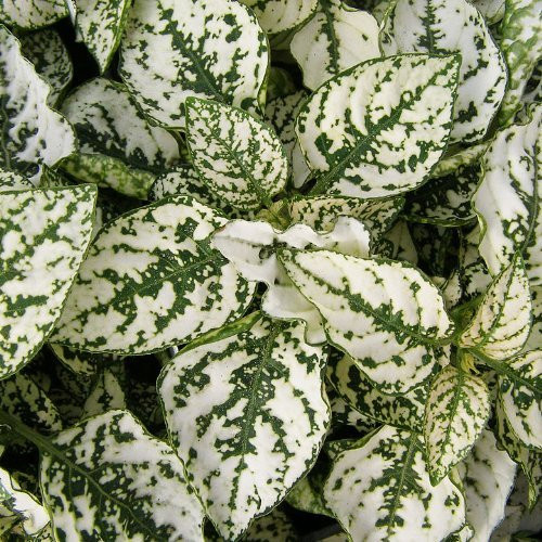 Jmbamboo - Fairy Garden Hypoestes Phyllostachya Confetti White Polka Dot Plant