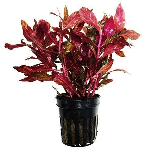 Alternanthera Reineckii VAR. Rosanervig  Greenpro Alternanthera Reineckii Potted Live Aquarium Plants Easy Super Red Plants