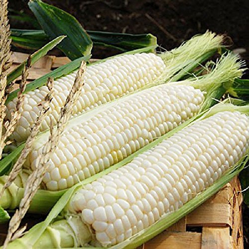 VietFA Corn S??ds for Pl?nting - 100 White Sweet Corn S??ds