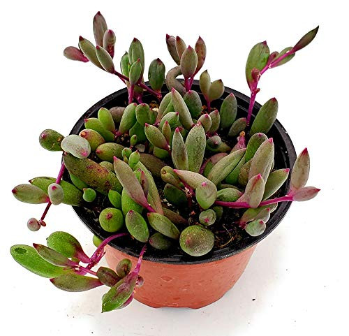 Fat Plants San Diego Succulent Plant s  Fully Rooted in 4 inch Planter Pots with Soil - Real Live Potted Succulents   Unique Indoor Cactus Decor  1 Othonna Capensis