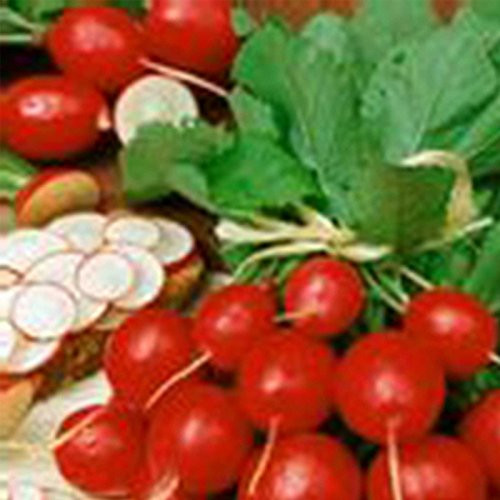 Organic Cherry Belle Radish Seeds - 4 oz Seed Pouch - Heirloom Garden Seeds Non-GMO AAS Winner - Vegetable Gardening and Micro Greens