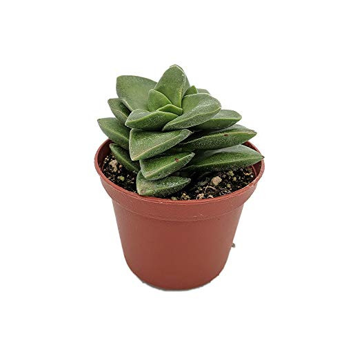 Springtime Pagoda - Crassula rupestris - Easy to Grow - 2.5 inch  Pot