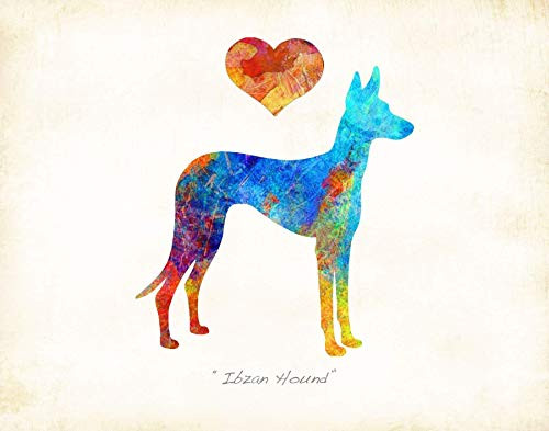 Ibizan Hound Dog Breed Watercolor Art Print by Dan Morris
