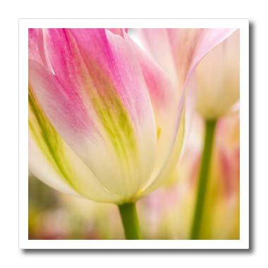 3dRose Netherlands Lisse. Keukenhof Gardens Macro Image of. - Iron on Heat Transfers  ht_330365_2