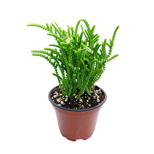 Crassula Imperialis Watch Chain Succulent Plant  4 inch