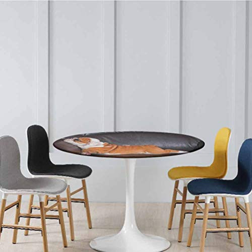 Round Elastic Table Cloth Puppy Resting on a Sofa Funny Animal Photography Cute Canine Waterproof Anti-slip Round Table Cloth No Fabric Draping Down for Puppy to Grab Seal Brown Diameter - 39 Inch