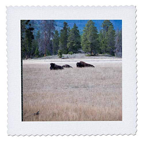 3dRose Jos Fauxtographee- Bison - A side frame of green crackled with Bison sitting in a sandy field - 12x12 inch quilt square  qs_320276_4