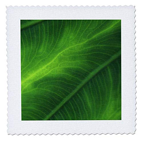 3dRose Macro photograph of the foliage of an elephant ear plant. - Quilt Squares qs_337814_4 3dRose Macro photograph of the foliage of an elephant ear plant. - Quilt Squares qs_337814_4