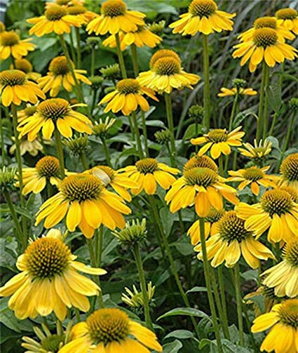 PAPCOOL 100 Canary Yellow ConeFl?wer Perennial Se?ds Garden Blooms Spring Plánts Se?ds-B