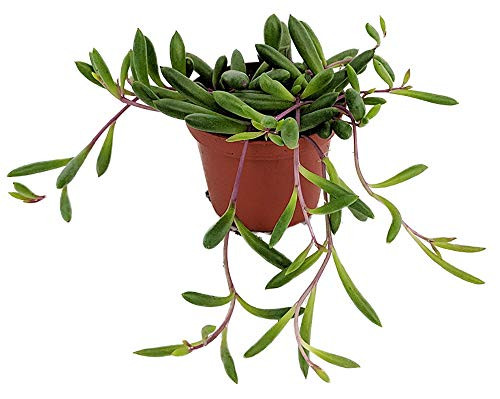 String of Rubies - Othonna capensis - Easy to Grow Succulent Plant - 2.5 inch  Pot