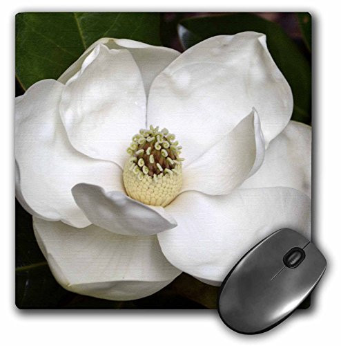 3dRose LLC 8 x 8 x 0.25 Inches Mouse Pad A Garden Magnolia Flower  mp_53630_1