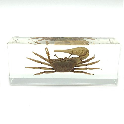 Fiddler Crab Paperweight Paperweights Specimen Specimens for Science Education 4.4x1.6x1.1 inch