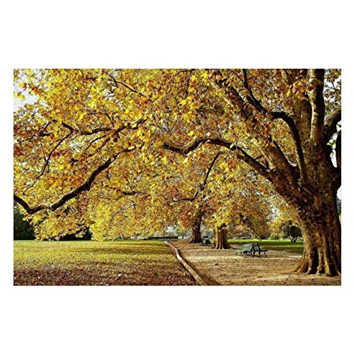 500 Piece Wooden Jigsaw Puzzle Beautiful Garden Park Fall Colors Benches Pathway Trees Botanical Large Puzzle Game for Adults and Teenagers 500 Piece Wooden Jigsaw Puzzle Beautiful Garden Park Fall Colors Benches Pathway Trees Botanical Large Puzzle Game for Adults and Teenagers