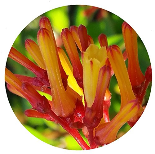 Firefly Dwarf Scarlet Red Firebush Shrub Live Plant Orange Yellow Flower Hummingbird Butterfly Garden Starter Size 4 Inch Pot Emeralds TM Firefly Dwarf Scarlet Red Firebush Shrub Live Plant Orange Yellow Flower Hummingbird Butterfly Garden Starter Size 4 Inch Pot Emeralds TM