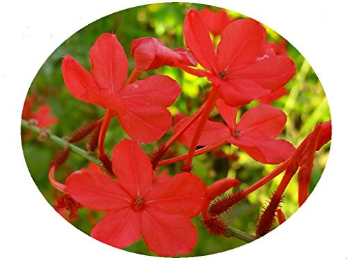 Scarlet Crimson Laurel Plumbago Semi-Tropical Perennial Live Plant Red Flowers Attracts Hummingbirds Starter Size 4 Inch Pot Emerald TM Scarlet Crimson Laurel Plumbago Semi-Tropical Perennial Live Plant Red Flowers Attracts Hummingbirds Starter Size 4 Inch Pot Emerald TM
