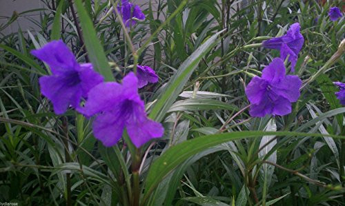 10 Mexican Petunia RUELLIA BRITTONIANA Perennial Plants 10 Mexican Petunia RUELLIA BRITTONIANA Perennial Plants