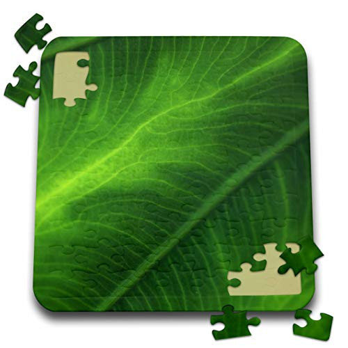 3dRose Macro Photograph of The Foliage of an Elephant Ear Plant. - Puzzles pzl_337814_2 3dRose Macro Photograph of The Foliage of an Elephant Ear Plant. - Puzzles pzl_337814_2