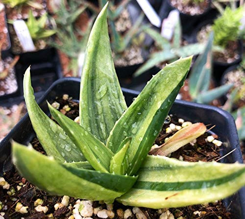 Variegated Aloe Walmsleys Bronze Variegated Succulent Fairy Garden Succulent Alligator Plant Rare Plant haworthia Small Succulent Plan