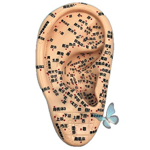 Auricular Acupuncture Model Ear Ear Reflex Zone Middle Boundary Meridian Tong Standard acupoint Model 16CM
