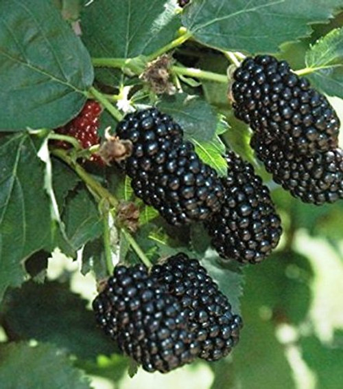 BlackBerry Plants  inch Prime-Ark Freedom inch  Price Includes Four  4  Plants