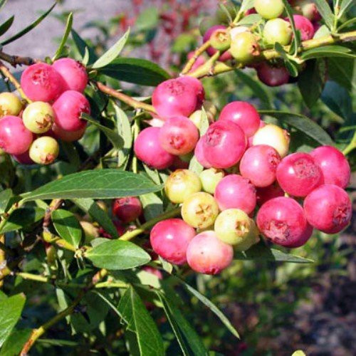 Blueberry Plants  inch Pink Lemonade inch   Rabbiteye  Includes  4  Four Plants