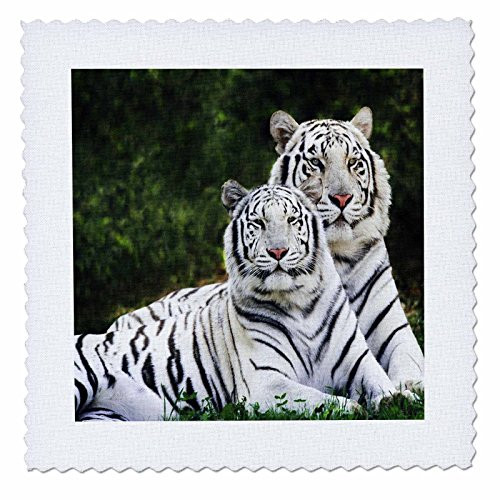 3dRose qs_54187_4 White Tigers Quilt Square, 12 by 12-Inch