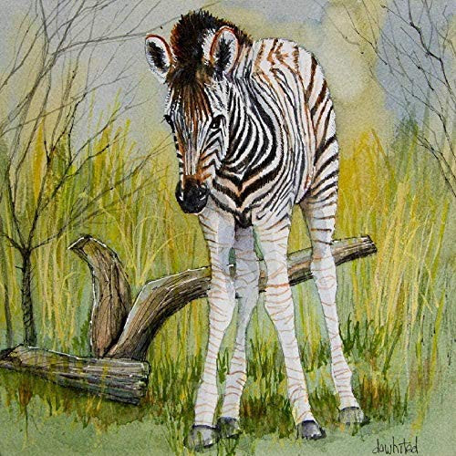 N H DIY Black and White Zebra Animal numbering Painting kit is Suitable for Children Beginners to Paint on Canvas