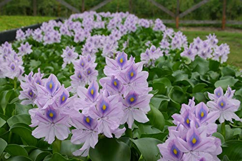 Water Hyacinths Floating Water Garden Plants  5 Live Plants