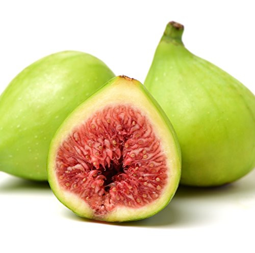 Green Ischia Verte Fig Ficus Carica Live Plant