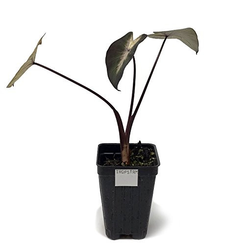 Tropical Storm Elephant Ear Live Plant - Colocasia esculenta