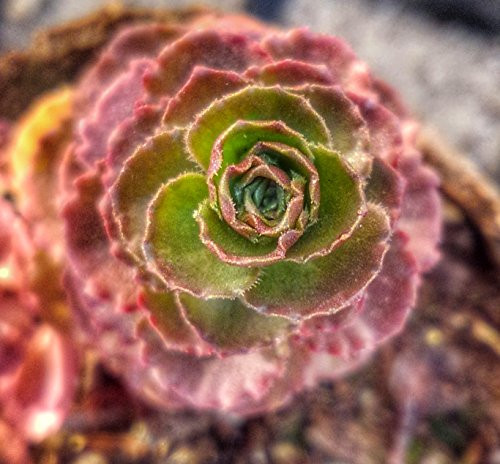 Fireglow or Dragons Blood Stonecrop Sedum spurium Fuldaglut - Starter Plant Fireglow or Dragons Blood Stonecrop Sedum spurium Fuldaglut - Starter Plant