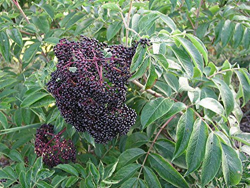 Wyldewood Elderberry Perennial Shrub - Sambucus - Native - 3.25 inch  Pot