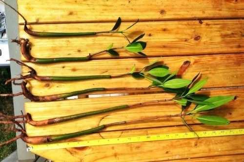 10 Red Mangrove Seedlings  with roots and leaf sets  by The Mangrove Project
