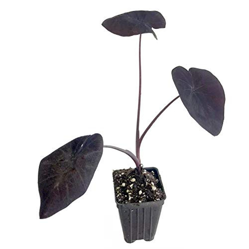 Black Sapphire Gecko Elephant Ear Live Plant - Colocasia