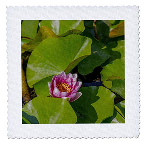 3dRose Croatia Zagreb. Water lily plant in Botanical Gardens - Quilt Squares  qs_330499_8