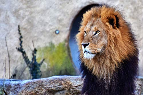 ING Wall Art Print on Canvas 32x21 inches - Lion Cat Predator Big Cat Lion Mane Mane Wild 5