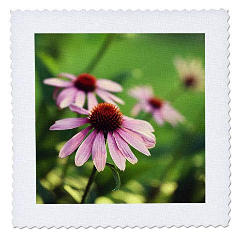 3dRose Macro photograph of purple coneflowers in a flower garden. - Quilt Squares qs_335621_9 3dRose Macro photograph of purple coneflowers in a flower garden. - Quilt Squares qs_335621_9