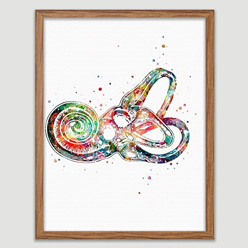 Inner Ear Labyrinth Anatomy Watercolor Poster Ear Diagram Art Anatomical Office Decor Ear Anatomy Print Audiology Specialist Cross Section Clinic Hearing Office Decor Great Gift for Audiologist