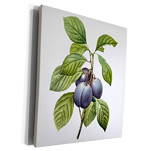 3dRose Dooni Designs Redoute Fruits and Flowers - Redoute Vintage Watercolor Fruit Garden Plums Prunus Domestica - Museum Grade Canvas Wrap  cw_106855_1