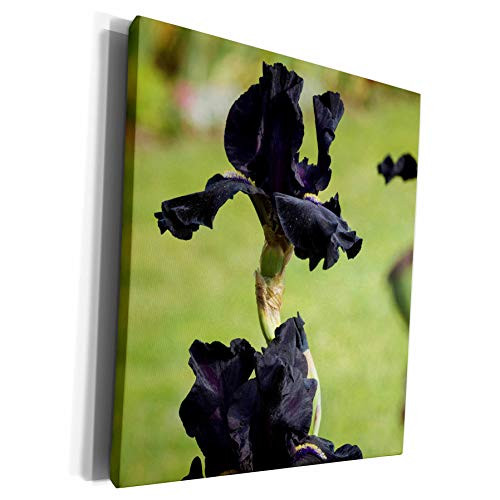 3dRose Danita Delimont - Gardens - USA Oregon Keizer Schreiners Iris Garden - US38 RBR0715 - Rick A Brown - Museum Grade Canvas Wrap  cw_146204_1