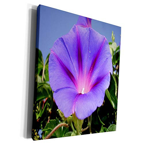 3dRose Taiche Photography Morning Glories - Purple Colored Morning Glory Flower Garden-Flower lasts single morning - Museum Grade Canvas Wrap  cw_167533_1 3dRose Taiche Photography Morning Glories - Purple Colored Morning Glory Flower Garden-Flower lasts single morning - Museum Grade Canvas Wrap  cw_167533_1