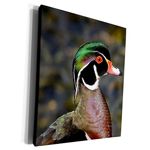 3dRose Danita Delimont - Michel Hersen - Ducks - Portrait of male wood duck Rhododendron Garden Portland Oregon USA - Museum Grade Canvas Wrap cw_191606_1 3dRose Danita Delimont - Michel Hersen - Ducks - Portrait of male wood duck Rhododendron Garden Portland Oregon USA - Museum Grade Canvas Wrap cw_191606_1