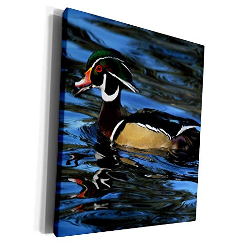 3dRose Danita Delimont - Michel Hersen - Ducks - Male Wood Duck Rhododendron Garden Portland Oregon USA - Museum Grade Canvas Wrap cw_191608_1 3dRose Danita Delimont - Michel Hersen - Ducks - Male Wood Duck Rhododendron Garden Portland Oregon USA - Museum Grade Canvas Wrap cw_191608_1