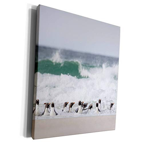 3dRose Danita Delimont - Penguin - Rockhopper penguins landing as a group to for safety. - Museum Grade Canvas Wrap cw_229144_1 3dRose Danita Delimont - Penguin - Rockhopper penguins landing as a group to for safety. - Museum Grade Canvas Wrap cw_229144_1