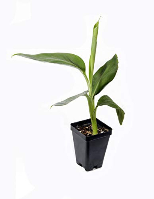 Musa Goldfinger Live Banana Plant Fruit Tree Musa Goldfinger Live Banana Plant Fruit Tree