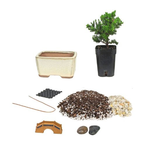 Eves Bonsai Tree Starter Kit Complete Do-It-Yourself Kit with 2 Year Old Japanese Juniper